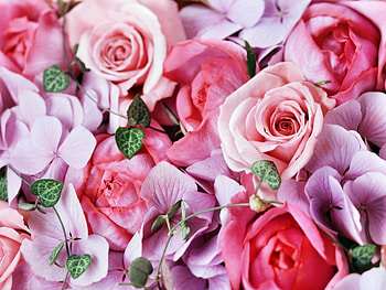 Plants, Flowers, Roses HD wallpaper