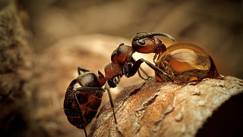 Ant macro, Blurred , backgrounds, Artistic perspective HD wallpaper