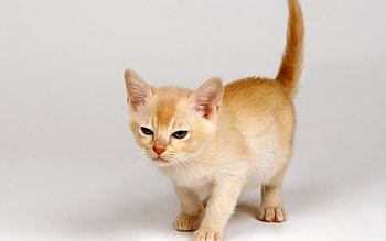 Cat walking, animal, kitten, cat, feline, pet HD wallpaper
