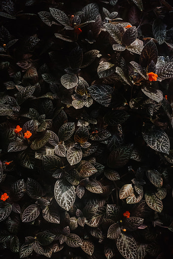 Plants, Flowers, Leaves, Macro HD phone wallpaper
