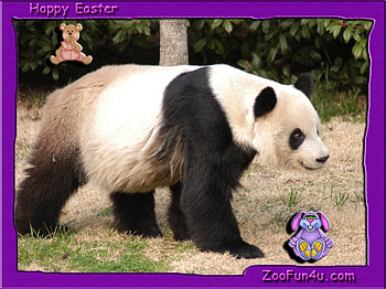 ANOTHER PANDA FOR YOU LEO, wayard, bear, walking, panda HD wallpaper