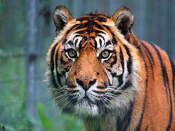 Stripes, white, black, tiger, hunter, forest trees, orange HD wallpaper