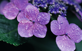 Plants, Flowers, Violet HD wallpaper