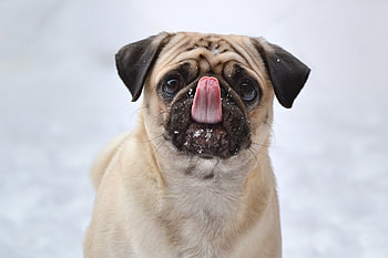 Funny, Animals, Dog, Protruding Tongue, Tongue Stuck Out, Pug HD wallpaper