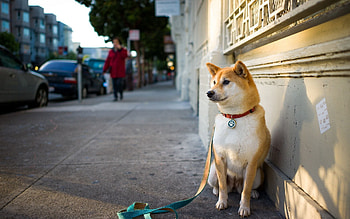 Animals, City, Sit, Dog, Street HD wallpaper