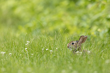 Animals, Grass, Brown, Animal, Rabbit HD wallpaper