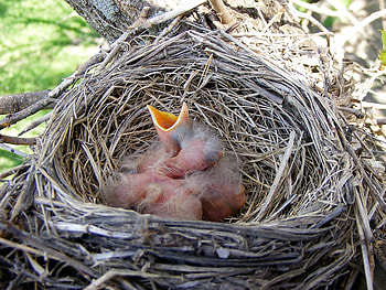 A New Life, robin, birds, worms, nest HD wallpaper