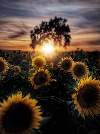 Flowers, Sunflowers, Sun, Rays, Beams, Petals HD phone wallpaper