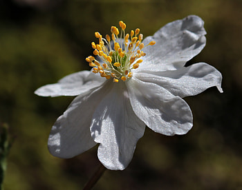 Anemone, flower, white, close up HD wallpaper