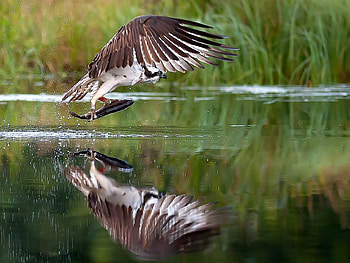 Fish Eagle, fish, beautiful, eagle HD wallpaper