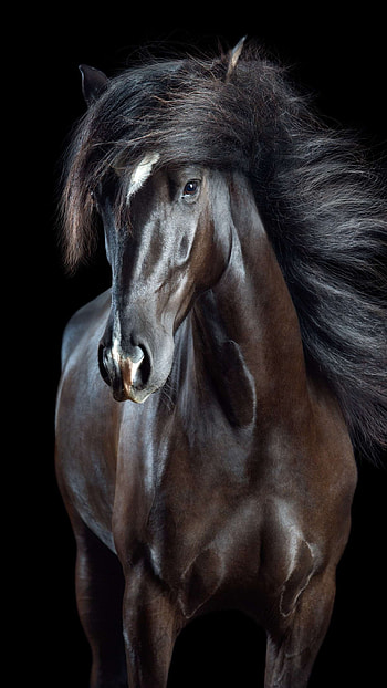 Arab Brown Horse, arab brown, horse HD phone wallpaper