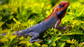 Animals, Grass, Lizard, Reptile, Scales, Scale HD wallpaper