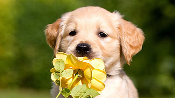 Puppy, Pets HD wallpaper
