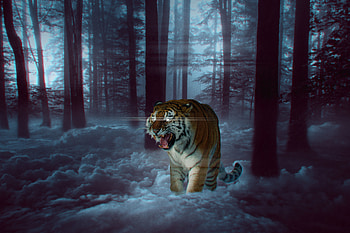 Animals, Forest, Grin, Fog, Tiger, hop HD wallpaper
