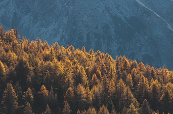 Forest Mountains Trees Tops Coniferous , forest, mountains, trees, nature HD wallpaper