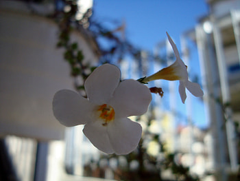 brightness in the morning, white, beautiful, morning, flower HD wallpaper