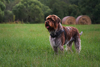 Dog, bark, animal, woof HD wallpaper