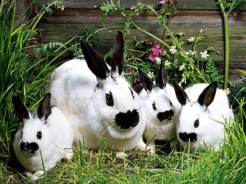 Animals, Rodents, Rabbits HD wallpaper