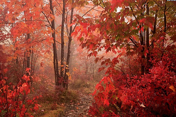 The Colors of Autumn, Red Leaves, Autumn, Trees, Fall HD wallpaper