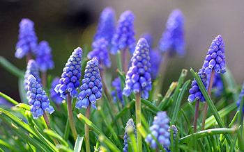 Nature, Flowers, Leaves, Spring, Muscari, Muskari HD wallpaper