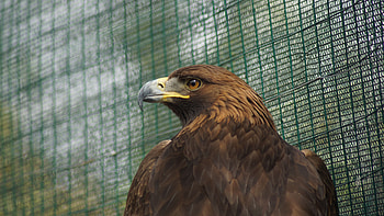 Predator, Golden Eagle HD wallpaper