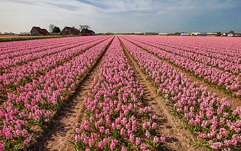pink hyacinths, wild flowers, pink flower field, hyacinths, Hyacinthus, pink flowers, hyacinth cultivation HD wallpaper