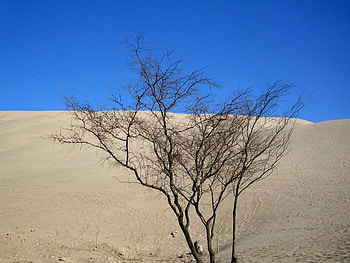 Huacachina Desert, desert, huacachina, ica, peru HD wallpaper