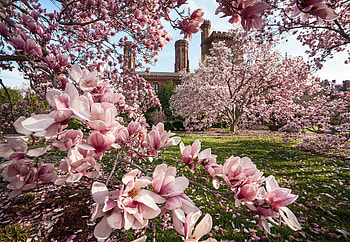 Cherry Blossoms, Saucer Magnolias, Smithsonian Institution HD wallpaper