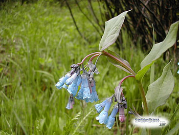 BLUE WILD FLOWERS, blue, flowers, bells, pretty HD wallpaper