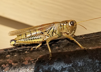 Grasshopper on Bannister, Bannister, Posing, Hopper, Grasshopper HD wallpaper