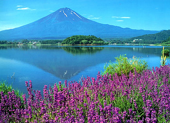 Mt. Fuji-3, purple, flowers, spring, mountains, lake, mount fuji HD wallpaper