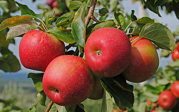 Food, Apples, Branch, Ripe HD wallpaper