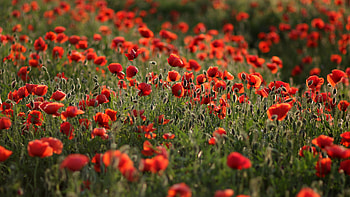 Meadow flowers poppy , Beautiful , Scenic landscape, Nature's charm HD wallpaper