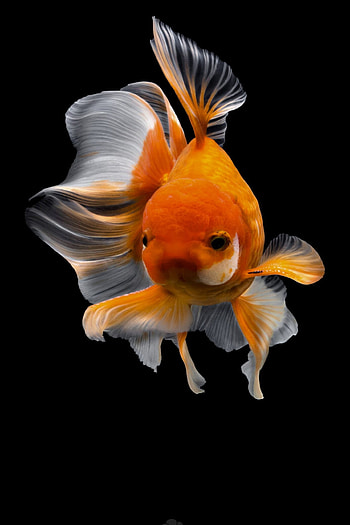 Gold Fish, Nature, Tsubaki office, Daily design HD phone wallpaper