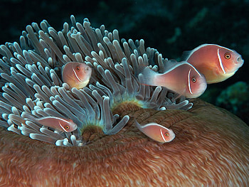 Animals, Sea, Fishes HD wallpaper