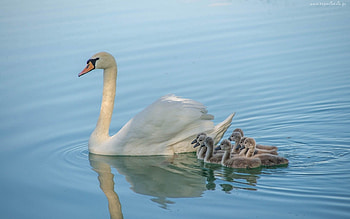 Swan with Cygnets, swan, water, lake, cygnets HD wallpaper