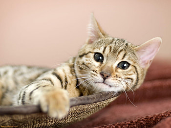 Animals, Cats HD wallpaper