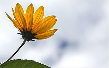 Flower, Plant, Macro, Petals HD wallpaper
