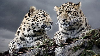 Animals, Leopards HD wallpaper