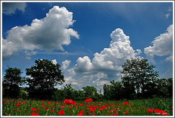 Landscape of Spring, landscape, nature, flowers, spring HD wallpaper