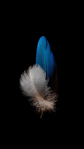Black feather, Feather art, Feather beauty, Dark background HD phone wallpaper