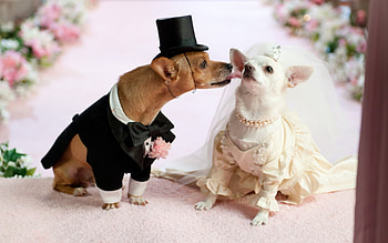 Animals, Dogs HD wallpaper