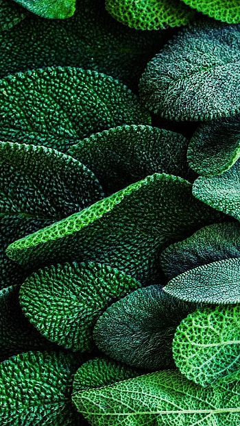 Green Aesthetic, Leaf HD phone wallpaper