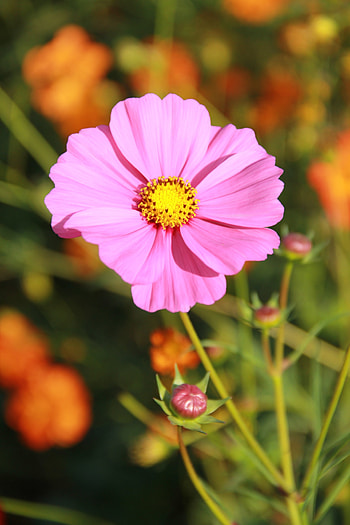 Flowers, Pink, Blur, Smooth, Field, Kosmeya, Cosmos HD phone wallpaper