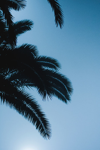 Nature, Sky, Leaves, Dark, Palm, Branches HD phone wallpaper