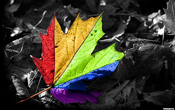 Plants, Leaves HD wallpaper