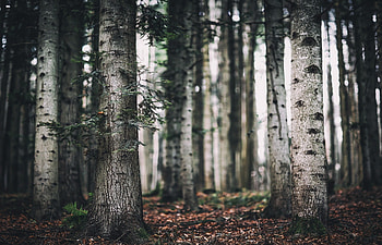 Birch Tree, Nature, Forest HD wallpaper