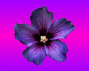 purple flower, purple, gizzzi, labrano, flower HD wallpaper