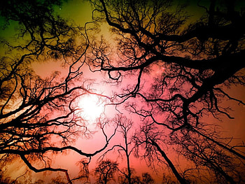 Natures beauty, forests, nature, shadow, tree HD wallpaper