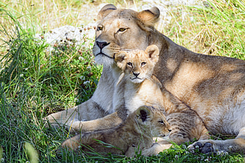 Animals, Grass, Young, Lioness, Nice, Family, Care, Joey, Nicely HD wallpaper